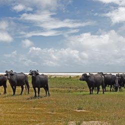 Ilha do Marajó - Búfalos