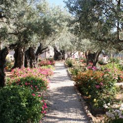 Jardim do Getsêmani