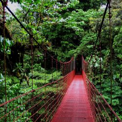 Monteverde-Rainforest-Tour-Costa-Rica