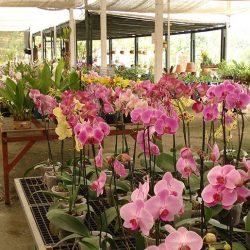 ORQUIDÁRIO ORIENTAL