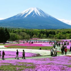FUJIKAWAGUCHIKO, Japan - Pink moss phlox flowers, or ''shibazakura'' in Japanese, are seen near Mt. Fuji, southwest of Tokyo, on May 13, 2010. Locals say the flowers are expected to be in full bloom in several days. (Kyodo) (Newscom TagID: kyodowc056797) [Photo via Newscom]