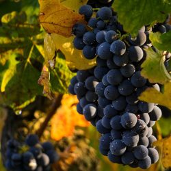 UVAS