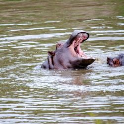 kruger-national-park-6902234_640