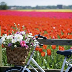 spring-bicycle-ride